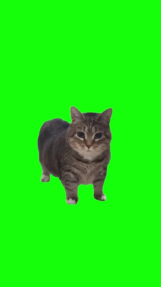 "o iiaoiia" spinning cat  #tik_tok #fyp #meme #cat  #spinningcat #videoviral